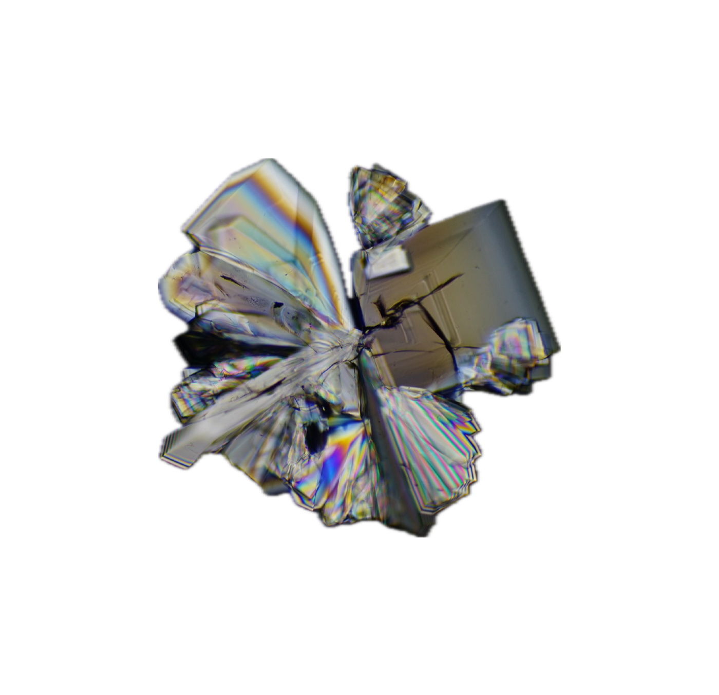 Polarized-light micrograph of a bow-tie spherulite crystal framed by a hand-drawn sketch outline